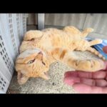 ヘソ天になって爆睡する猫ちゃんをツンツンしてみたら・・・(YouTube)