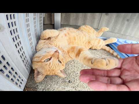 ヘソ天になって爆睡する猫ちゃんをツンツンしてみたら・・・(YouTube)