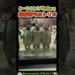 今からコントします🐧【おもしろ動物】 #funny(YouTube)