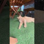 茶トラ猫がBBQ屋のテラスでゴロゴロする #猫 #ねこ #cat(YouTube)