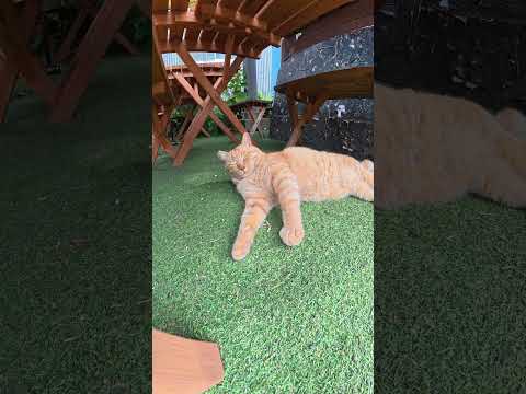 茶トラ猫がBBQ屋のテラスでゴロゴロする #猫 #ねこ #cat(YouTube)
