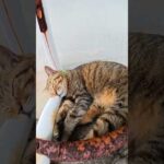 ベンチの下で気持ち良さそうにお昼寝する猫 #猫 #ねこ #cat(YouTube)