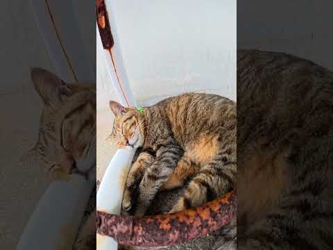 ベンチの下で気持ち良さそうにお昼寝する猫 #猫 #ねこ #cat(YouTube)
