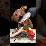 かわいすぎる！ピットブルが一生懸命生肉を食べる #asmr #ピットブル(YouTube)