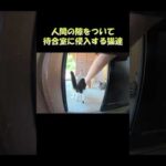 人間の隙をついて待合室に侵入する猫達 #猫 #ねこ #cat(YouTube)
