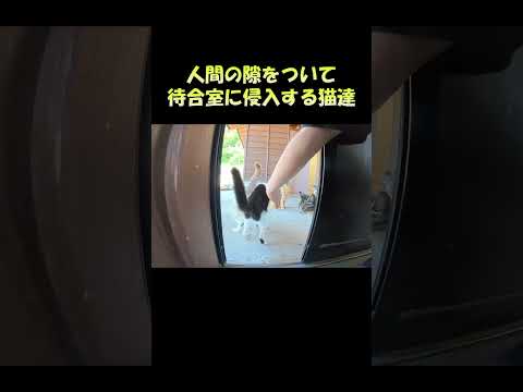 人間の隙をついて待合室に侵入する猫達 #猫 #ねこ #cat(YouTube)