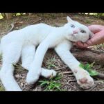 パトロールを終えた白猫が縄張りに帰ってマッサージを受ける(YouTube)