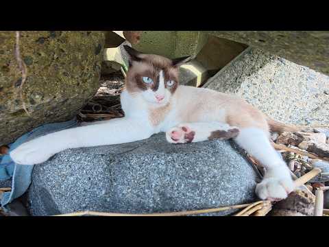 隣人トラブルが絶えないテトラポットの中の猫マンション(YouTube)