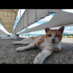 港に落ちている猫にちゅーるをやってきた(YouTube)