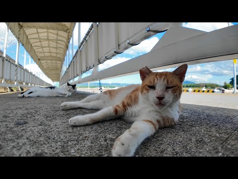 港に落ちている猫にちゅーるをやってきた(YouTube)