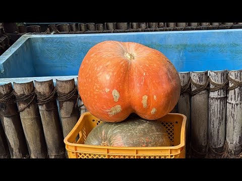 長崎バイオパーク公式 がライブ配信中！(YouTube)