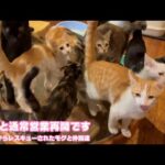 やっと通常営業再開です  泥の中からレスキューされたモグと仲間達   2025 09 04 1(YouTube)