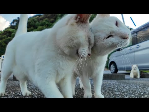 夕方のフェリー乗り場に集まってくる猫がかわいすぎる(YouTube)
