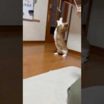 テシテシテシテシ、テシ(YouTube)