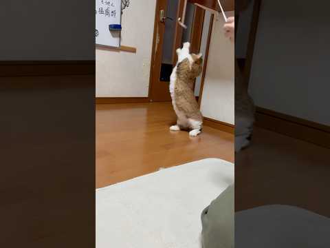 テシテシテシテシ、テシ(YouTube)