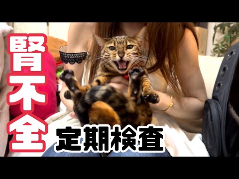 血液検査を全力拒否する女王猫【腎不全】(YouTube)