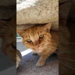 石燈籠の下で涼む猫、暑すぎて日陰から出られないけど撫でてほしそうな視線が可愛すぎる(YouTube)