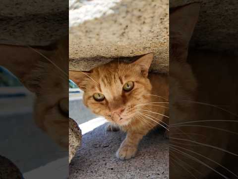 石燈籠の下で涼む猫、暑すぎて日陰から出られないけど撫でてほしそうな視線が可愛すぎる(YouTube)