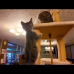 【猫ホテル】夜はロビー横の猫サロンでキャットタワーに上る子猫を眺めて癒やされる(YouTube)