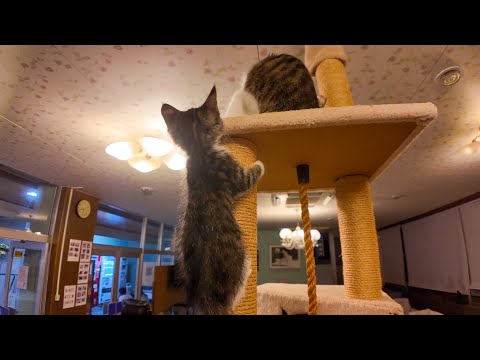 【猫ホテル】夜はロビー横の猫サロンでキャットタワーに上る子猫を眺めて癒やされる(YouTube)