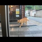 【週刊感動猫動画 2025/9/4w】今週撮った未公開猫動画まとめて公開-unreleased video of this week-(YouTube)