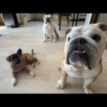 最後まで残った子犬、、、なんと！！ぶるまるがパパ役を買って出るらしいです(不安しかない、、。)(YouTube)