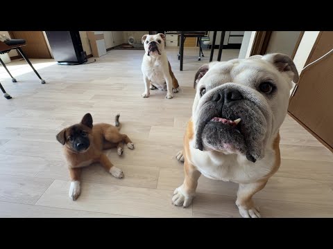 最後まで残った子犬、、、なんと！！ぶるまるがパパ役を買って出るらしいです(不安しかない、、。)(YouTube)