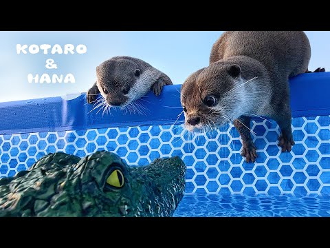 カワウソのプールにワニの頭が浮いてたらどうなるのか！？　Otters’ Hilarious Reaction to RC Crocodiles in Their Pool(YouTube)