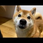 ハチ家夜の生配信9月22日(YouTube)