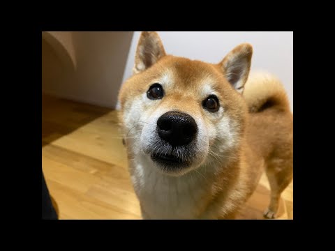 ハチ家夜の生配信9月22日(YouTube)