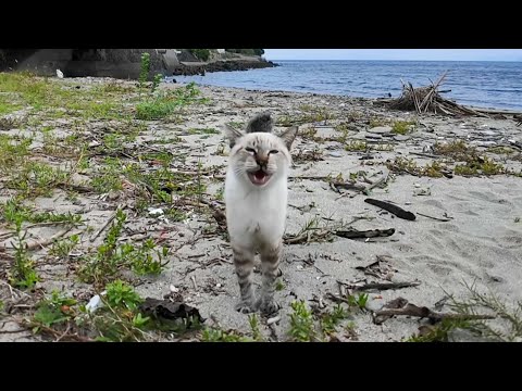 浜辺で出会った猫ちゃん、長〜いニャーーンが可愛すぎた💖(YouTube)