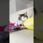 ニヒルだじょ😼 #ひげが立派でよく引っかかるもので #cats(YouTube)