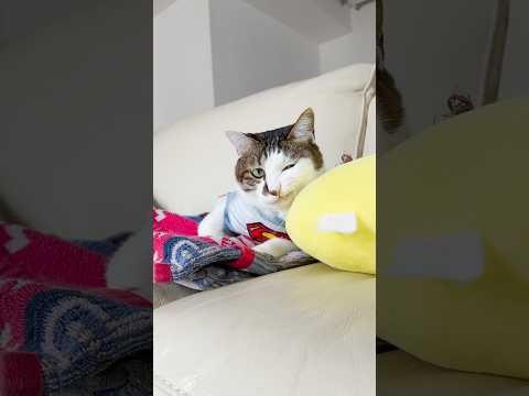 ニヒルだじょ😼 #ひげが立派でよく引っかかるもので #cats(YouTube)