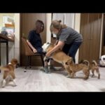 子犬達にバァバの接し方をしっかり教えるブルドッグのぶるまる(YouTube)