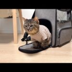 虐められて怪我してた保護猫を新しい家族の元に連れて行ったら反応が可愛すぎましたwww(YouTube)