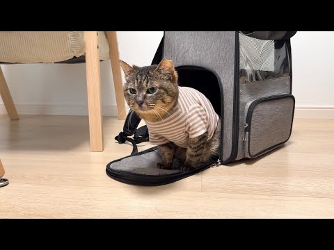 虐められて怪我してた保護猫を新しい家族の元に連れて行ったら反応が可愛すぎましたwww(YouTube)