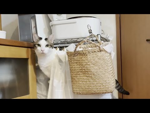 飼い主が忘れっぽい性格でホンマ良かったと思う猫(YouTube)