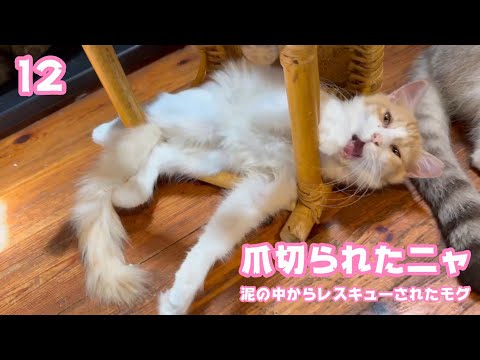 爪切りもへっちゃらニャン  泥の中からレスキューされたモグ  巣立ちまで12日   2025 09 15 2(YouTube)