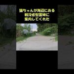 猫ちゃんが海辺にある戦没者慰霊碑に案内してくれた #猫 #ねこ #cat(YouTube)