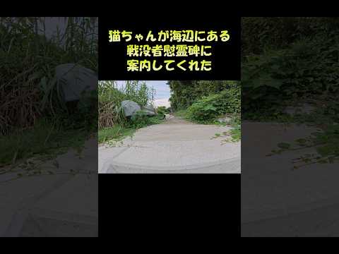 猫ちゃんが海辺にある戦没者慰霊碑に案内してくれた #猫 #ねこ #cat(YouTube)