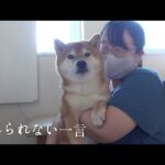亡き父が大好きだった柴犬秋祭り。父の一言が頭から離れません。(YouTube)