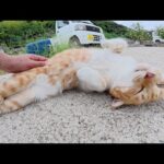 漁港で出会った茶シロ猫をモフったらヘソ天ポーズになった(YouTube)