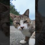 平和だった猫が…急にカメラを敵と認識し始めた瞬間ｗ(YouTube)