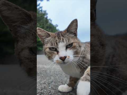 平和だった猫が…急にカメラを敵と認識し始めた瞬間ｗ(YouTube)