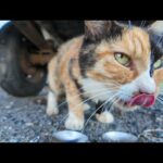 軽トラの下でくつろぐ三毛猫にちゅーるを差し入れしたら幸せそうで可愛すぎた(YouTube)