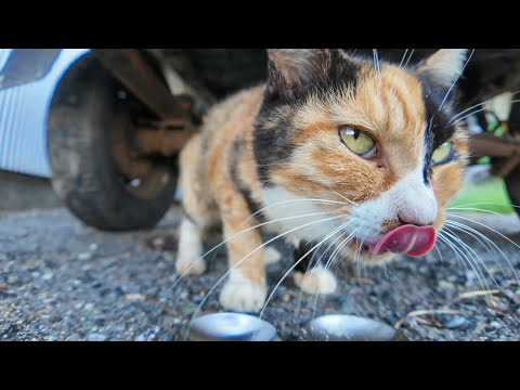 軽トラの下でくつろぐ三毛猫にちゅーるを差し入れしたら幸せそうで可愛すぎた(YouTube)