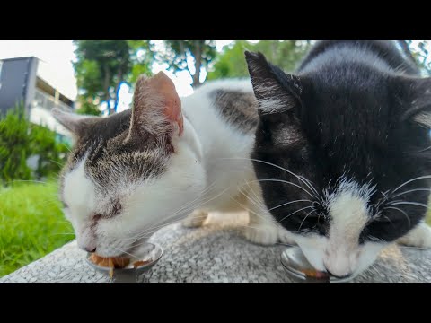 公園のベンチで猫にちゅーるをあげたら、もう1匹の猫もやってきた！癒しの猫時間(YouTube)