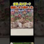 転生したらハムだった【ハムスター】 #funny(YouTube)