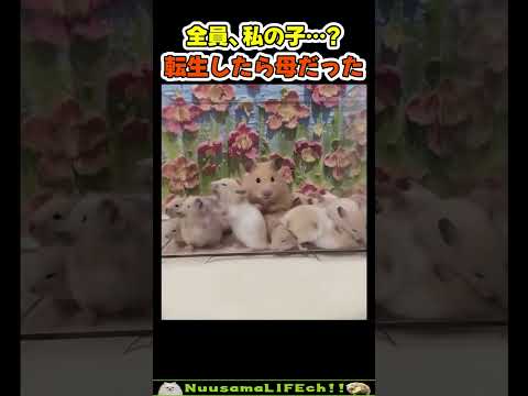 転生したらハムだった【ハムスター】 #funny(YouTube)