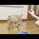 娘と穏やかに遊ぶ猫と息子と真剣に遊ぶ猫(YouTube)